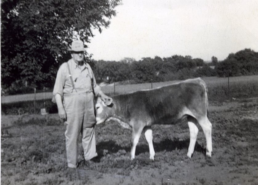 Lou and calf 1955