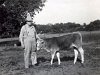 Lou and a calf in 1955  Lou and calf 1955